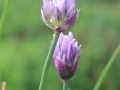 Fili d'erba in fiore (L. Zonetti)